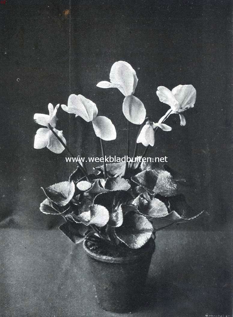 Cyclamen Persicum Giganteum, die deel uitmaakte van de met zilver gekroonde inzending