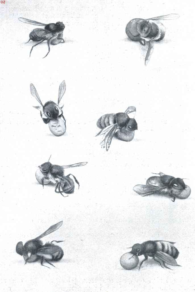 De metselbij der schuren bereidt haar metselspecie op een druk geganen weg. (iets vergroot)