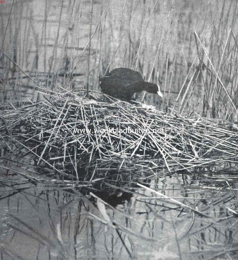 Meerkoet op het nest