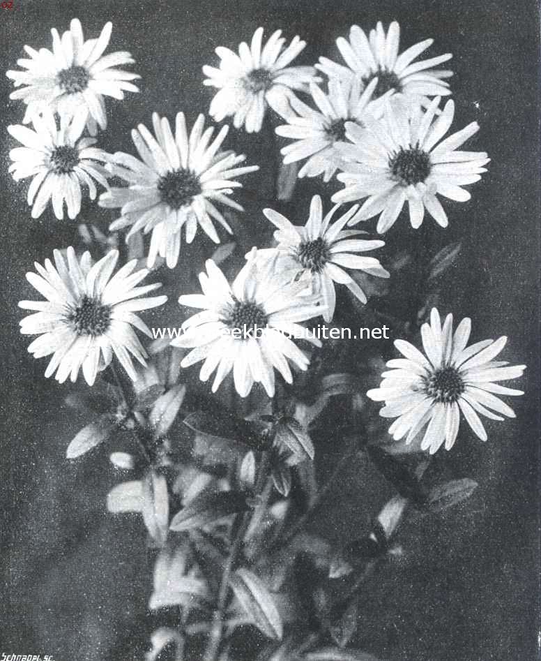 Aster Amellus Nanus Compactus Multiflorus. Bekroond met certificaat van verdienste op de plantenkeuring van 8 October L.L.