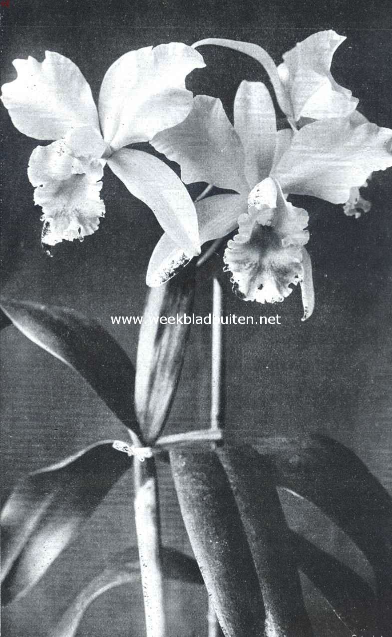 Cattleya Minutia. ekroond met certificaat 1ste klasse op de plantenkeuring van 8 October L.L.