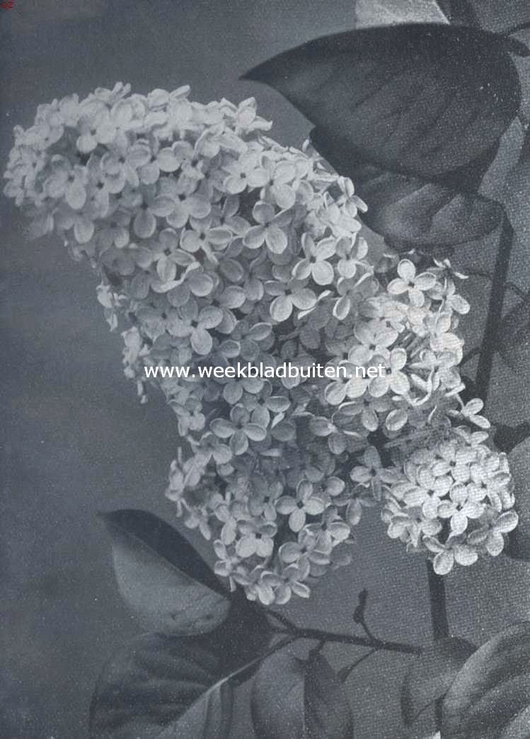 Seringen. Sering Marie Legraye