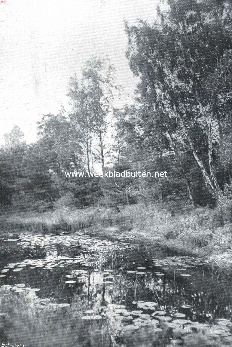 Het Land der Vennen. Het Witven bij Oisterwijk