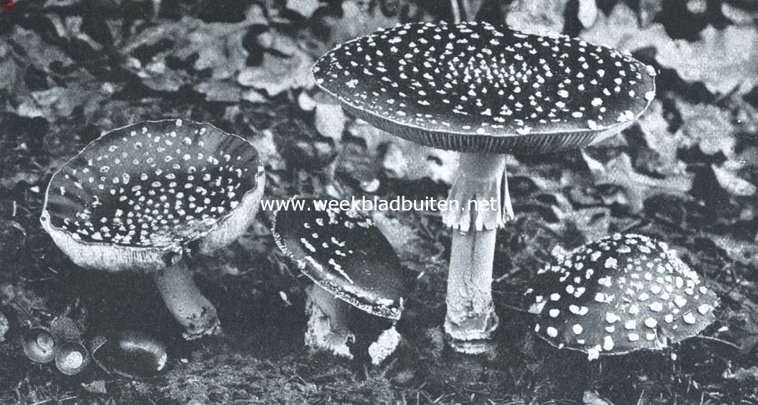 Amanita Muscaria. Oude exemplaren
