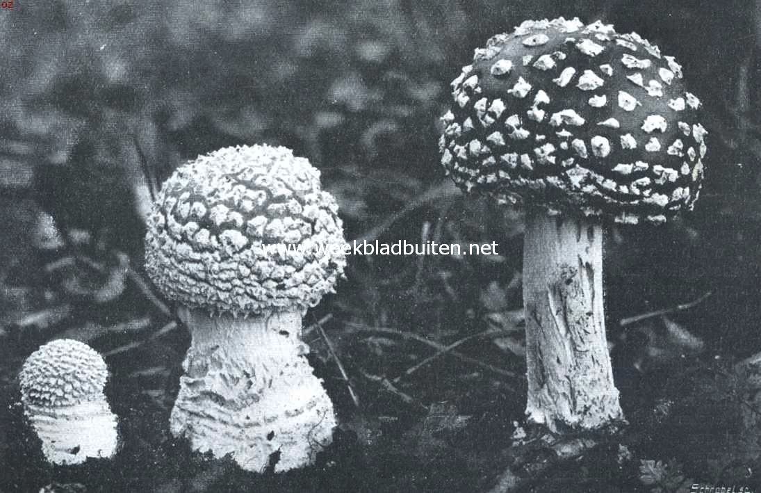 Amanita Muscaria. Jonge exemplaren