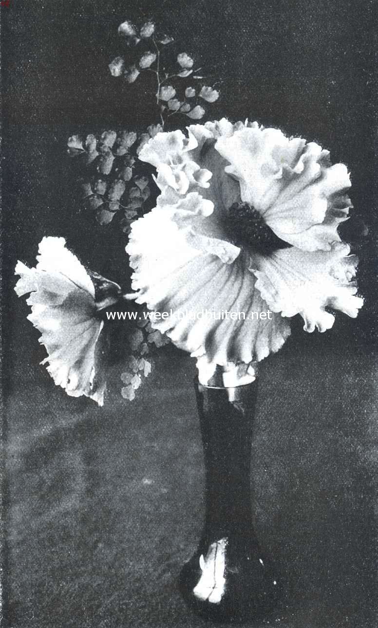 Begonia Crispa. Uit de met een zilveren medaille bekroonde collectie, ingezonden op de op 8 Ocotober L.L. in 