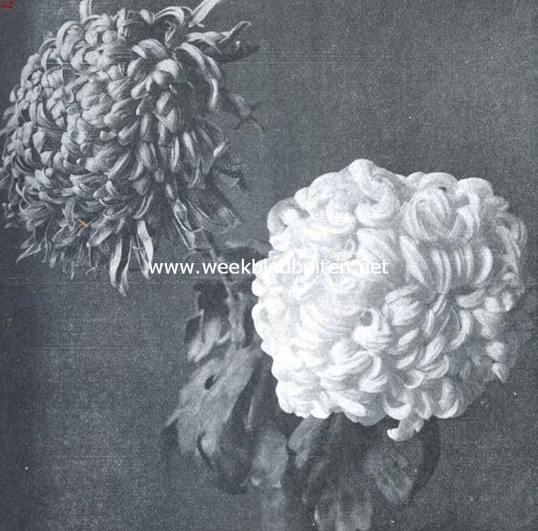 Chrysanthemum's op de Plantenkeuring. 