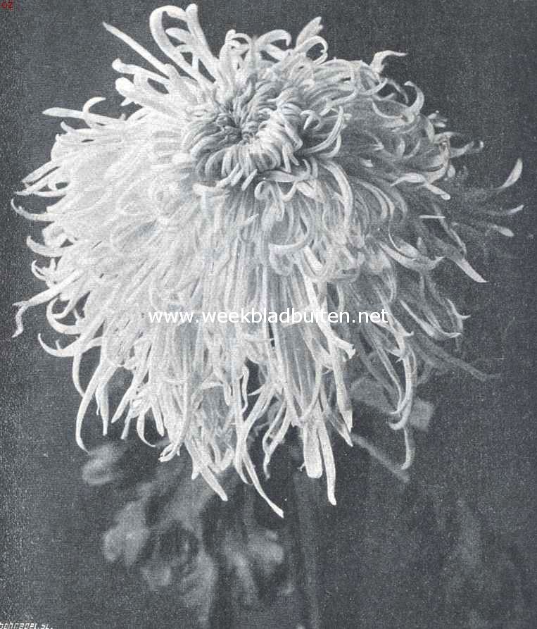 De chrysanthemum 