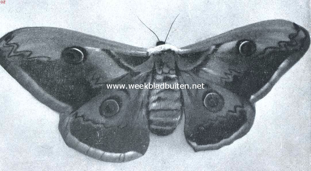 Wijfje van den grooten nachtpauwoog