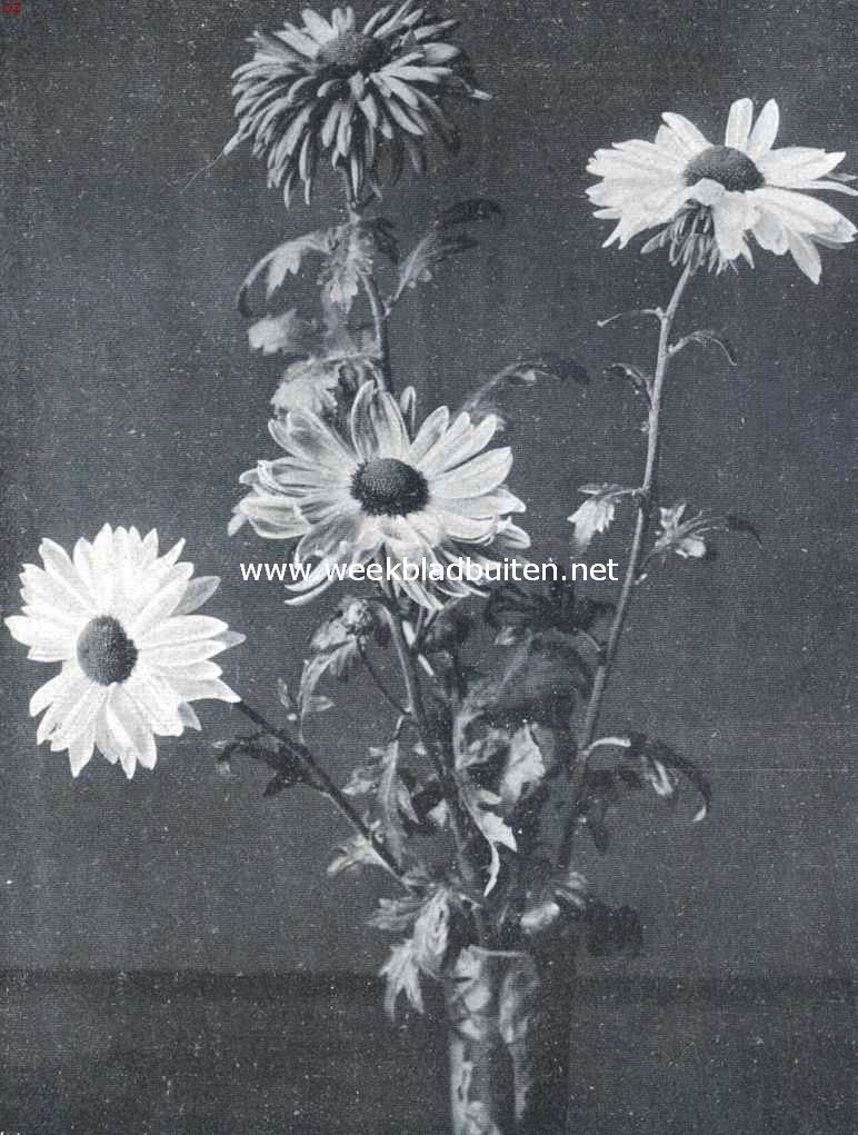 Enkelbloemig een halfgevulde chrysanten, uit de met een verguld zilveren medaille bekroonde collectie, ingezonden op de op 12 November L.L. in 