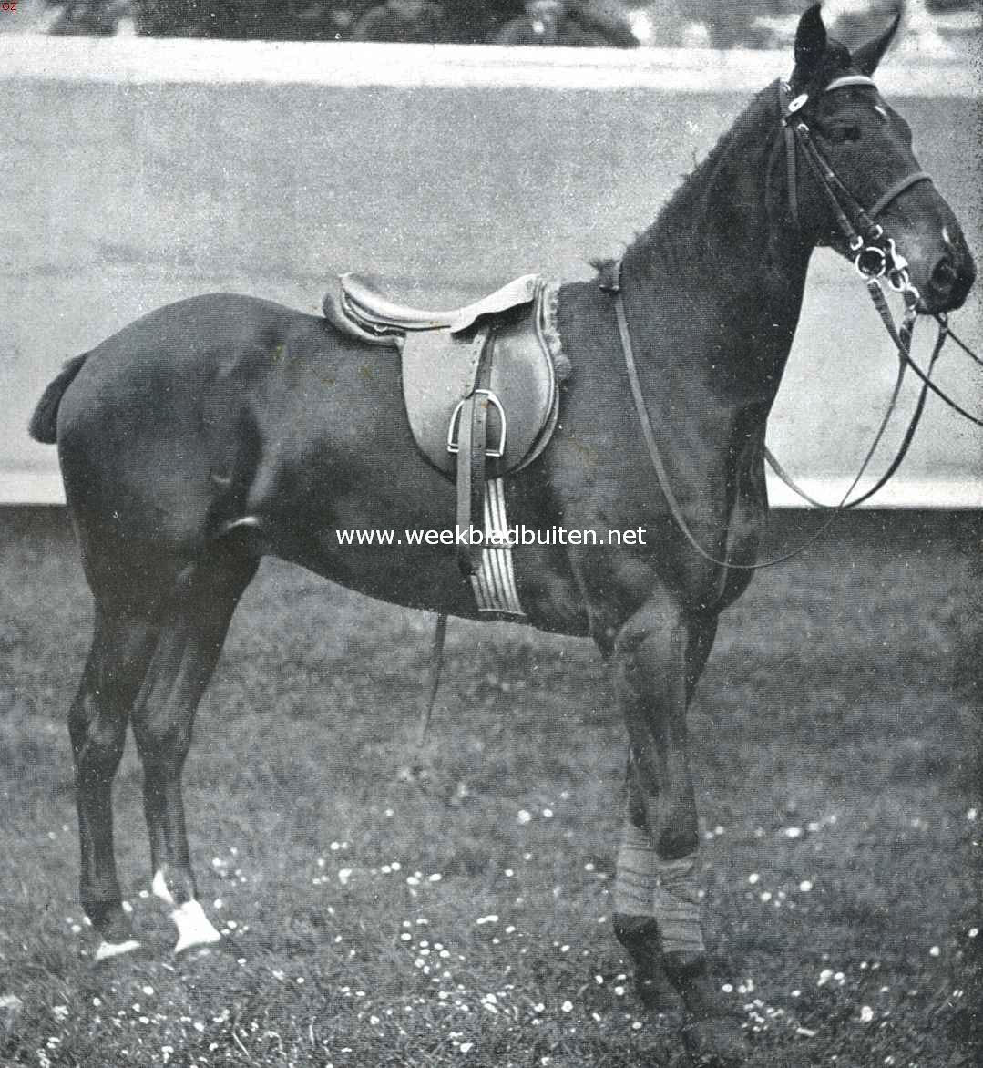 De geschiedenis van het paard. Bij de vooroefening. Officiersdienstpaard