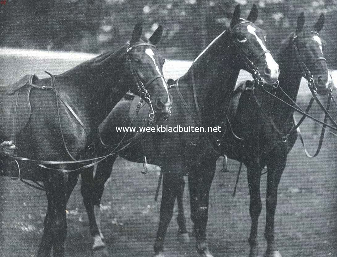 De geschiedenis van het paard. Cavallerie-dienstpaarden