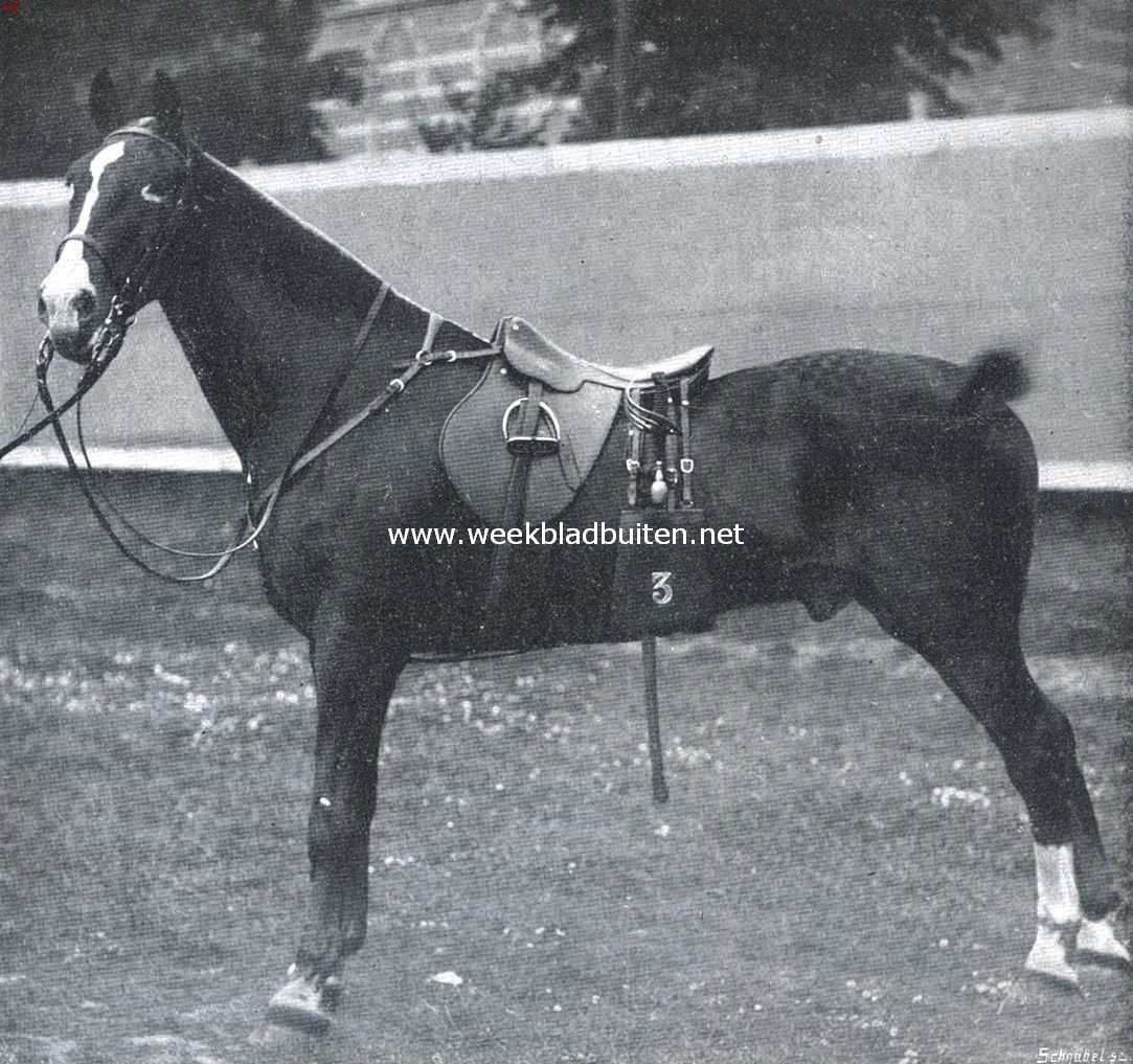 De geschiedenis van het paard. Officiers-dienstpaard