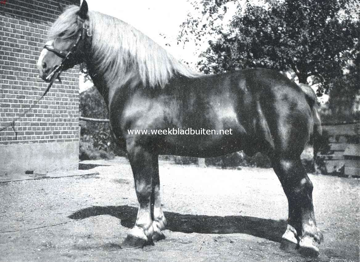 De geschiedenis van het paard. De bekroonde Ardenner goudvos-hengst 