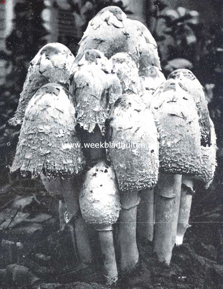 Jonge Coprinus Porcellanus-groep in het stadium, waarin de rouw-zwarte inktranden zich reeds vertoonen