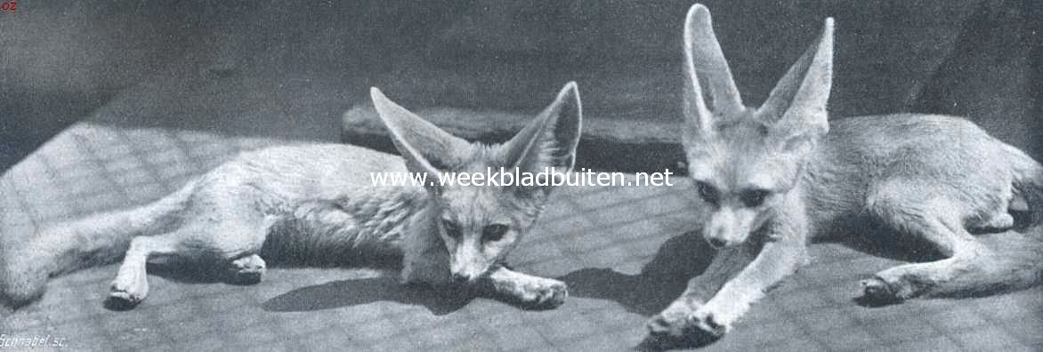 De kleinste vos ter wereld. De door Augustus Le Gras meegebrachte Fenneks in 