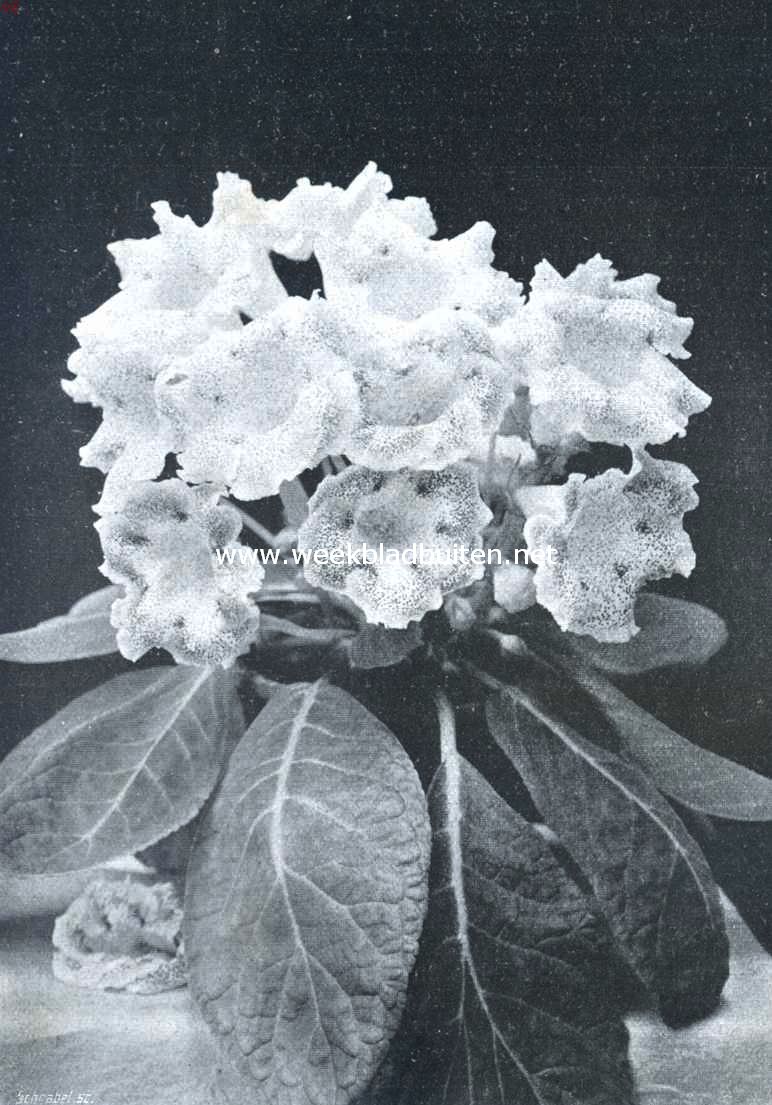 Goed gekweekte Gloxinia