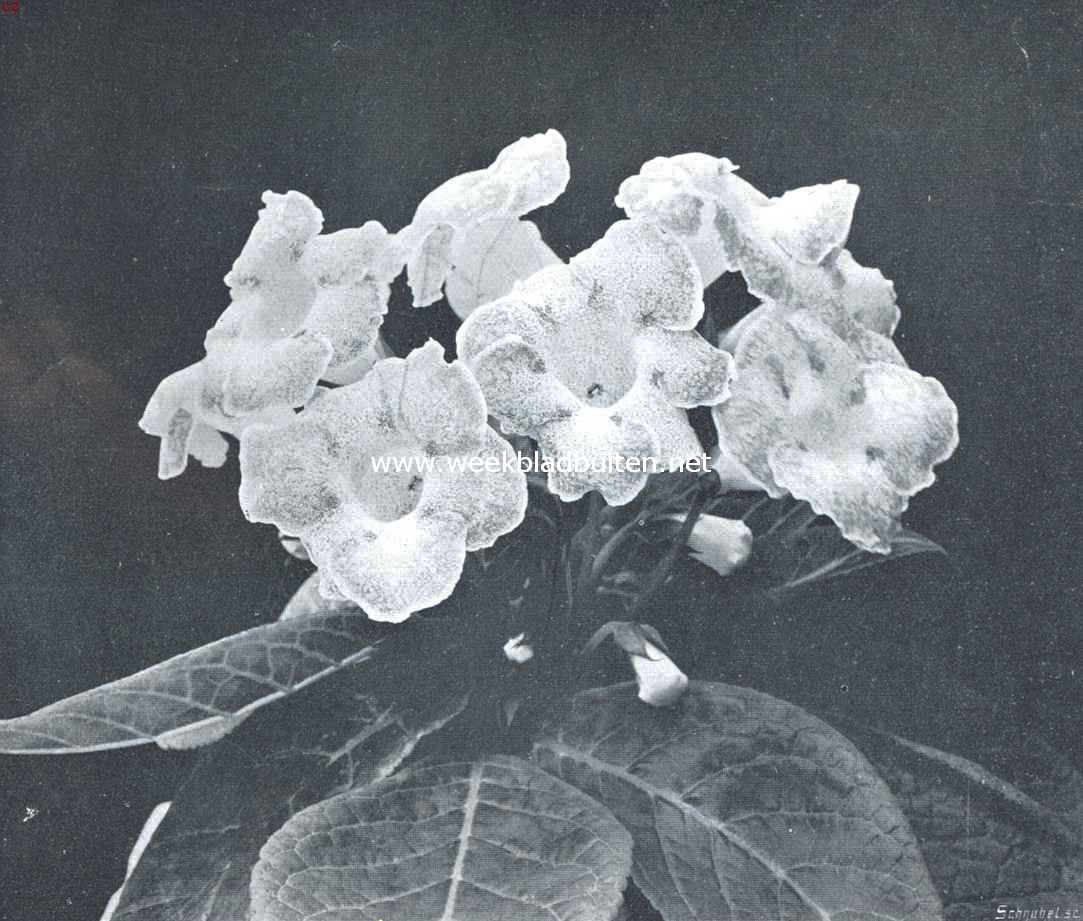Goed gekweekte Gloxinia met lichtrose bloemen