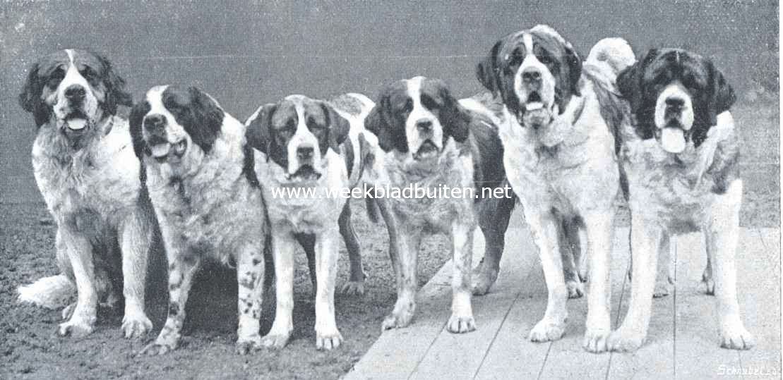 Kort- en langharige St. Bernhards