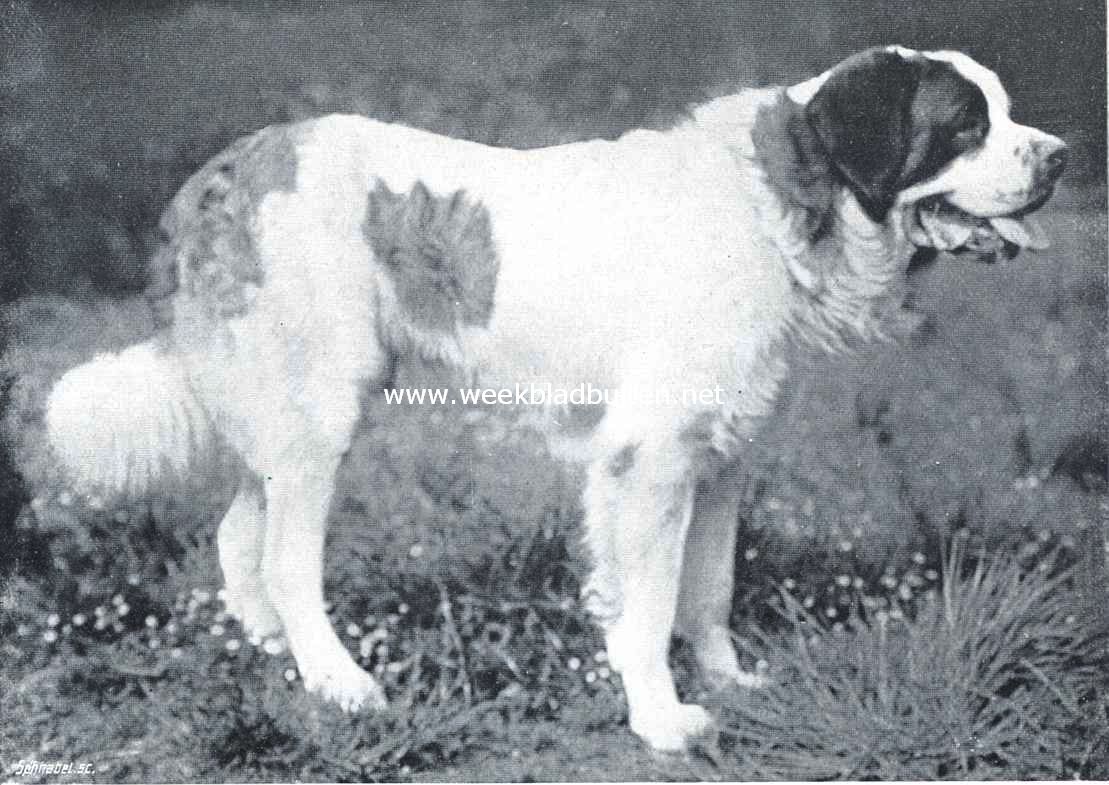 Langharige St. Bernhardshond