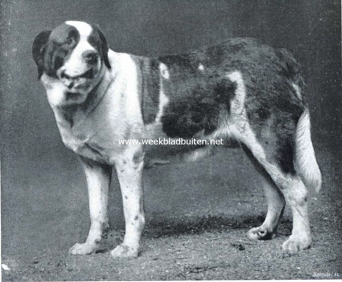 Kortharige St. Bernhardshond