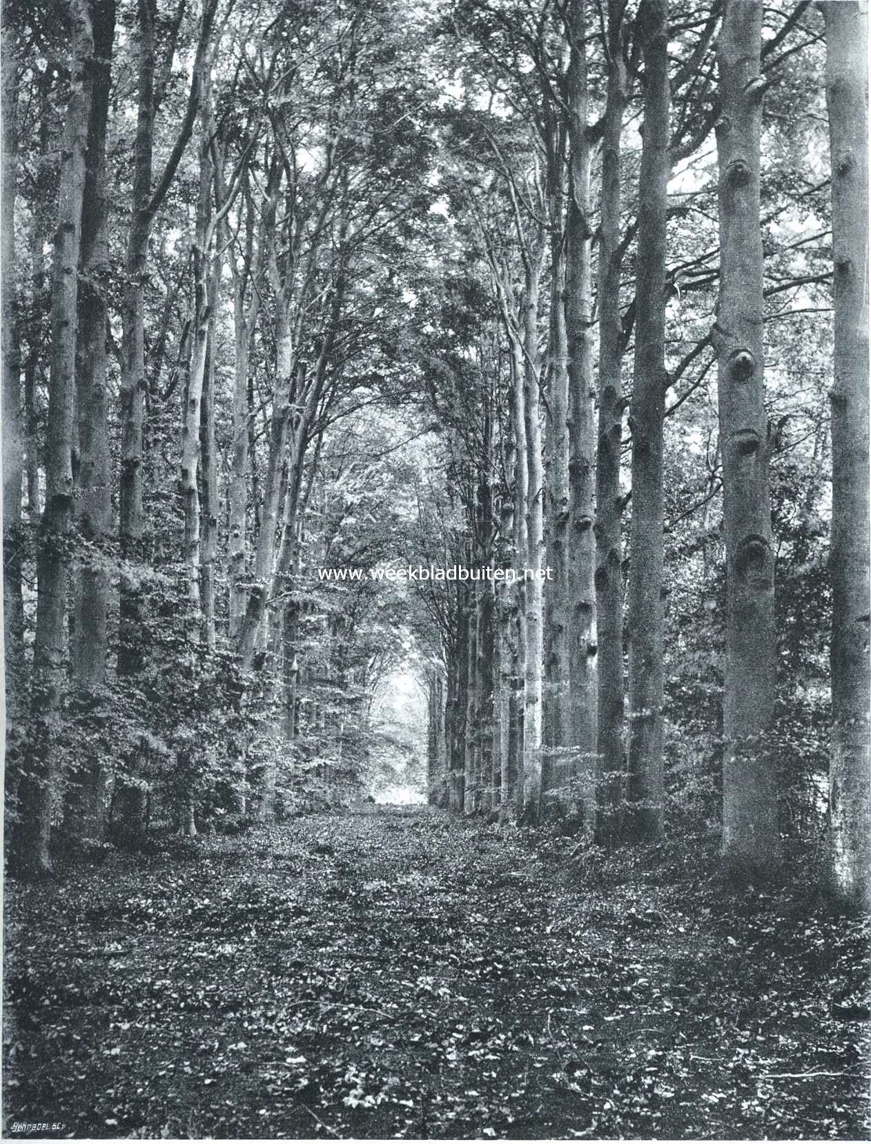 Herfstgezicht in een der lanen bij het slot van Zeist
