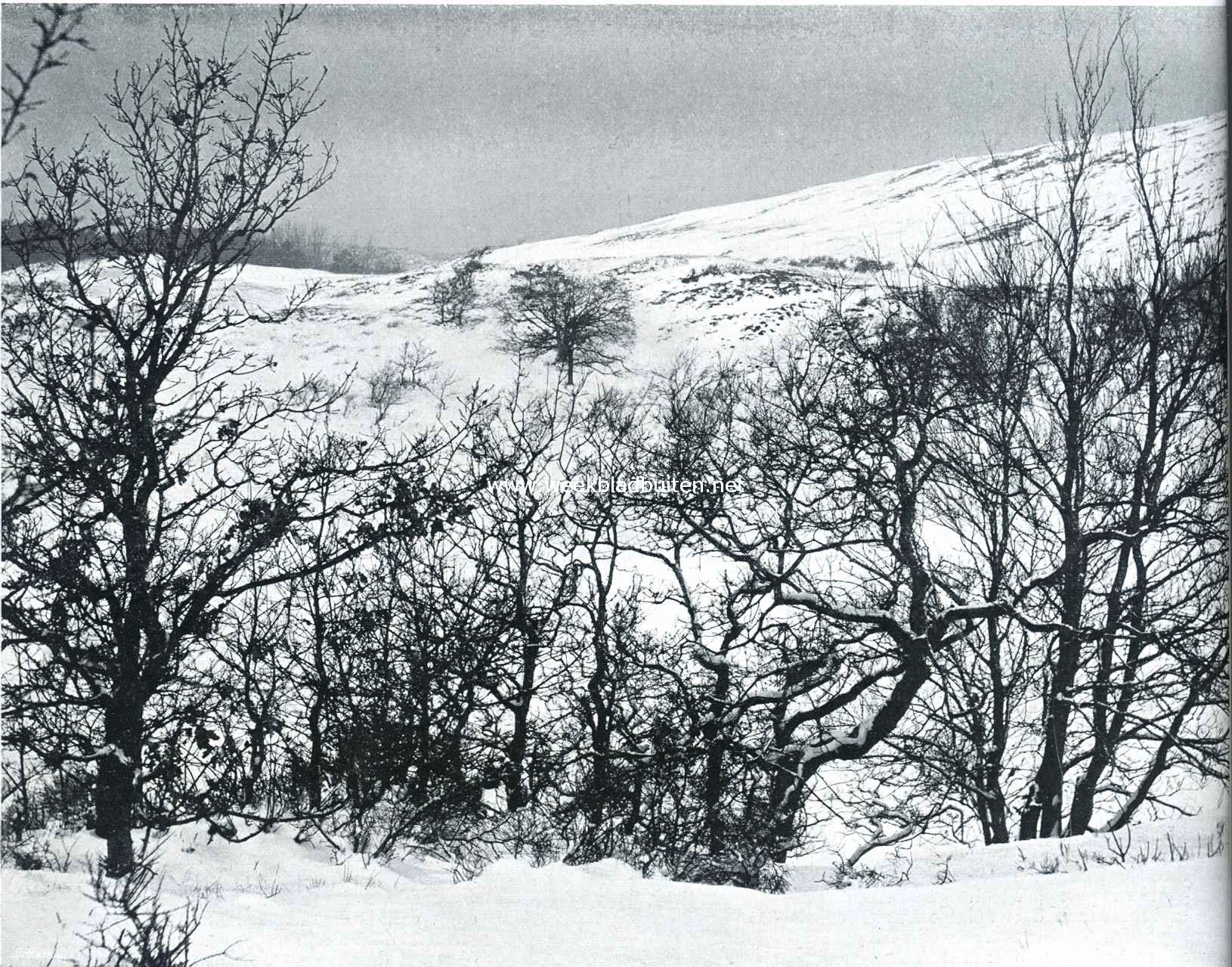 Sneeuwgezicht in de duinen bij Bloemendaal