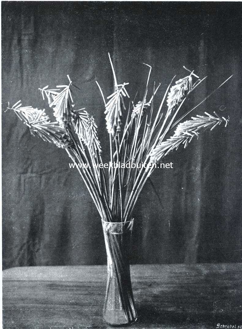 Bloemen van Kniphofia 