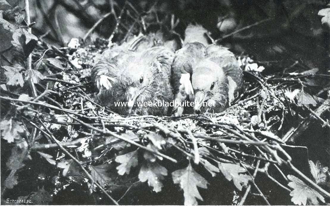 Jonge boschduiven in het nest