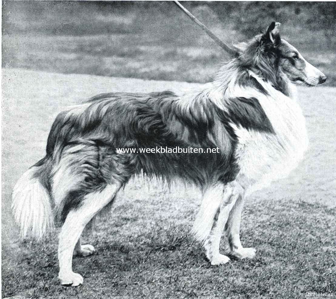 Collies. Sonja Sirius, langharige Schotsche herdershond