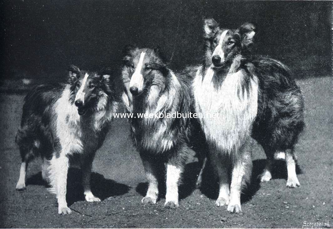 Collies. Collies op de Amsterdamsche tentoonstelling