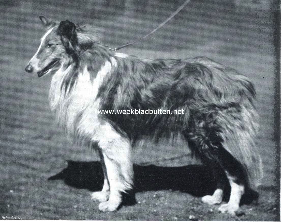 Collies. Collie met mooie beharing