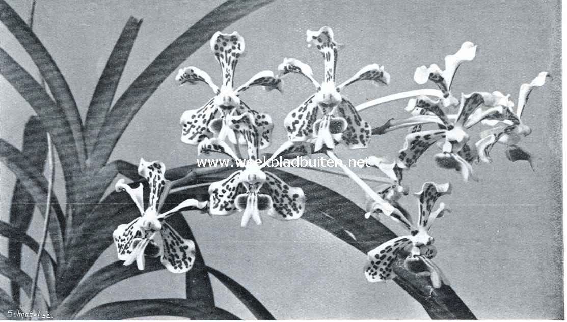 Een praatje over orchideen. Tros van Vanda Suavis met gedeelte van de plant, die in Oost-Java veelvuldig voorkomt. De grondkleur van de V. Suavis is wit met paars-bruine vlekjes en violet rose lip. (1/2 nat. grootte)