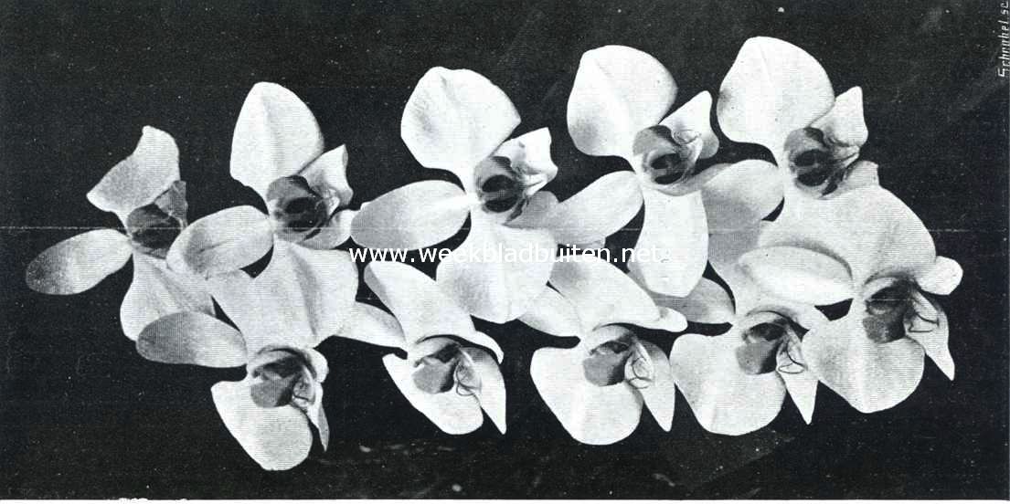 Een praatje over orchideen. Tros van Phalaenopsis Amabilis Grandiflora. De bloem is helder wit, met zwavelgele lip, aan den voet met karmijnrood gespikkeld