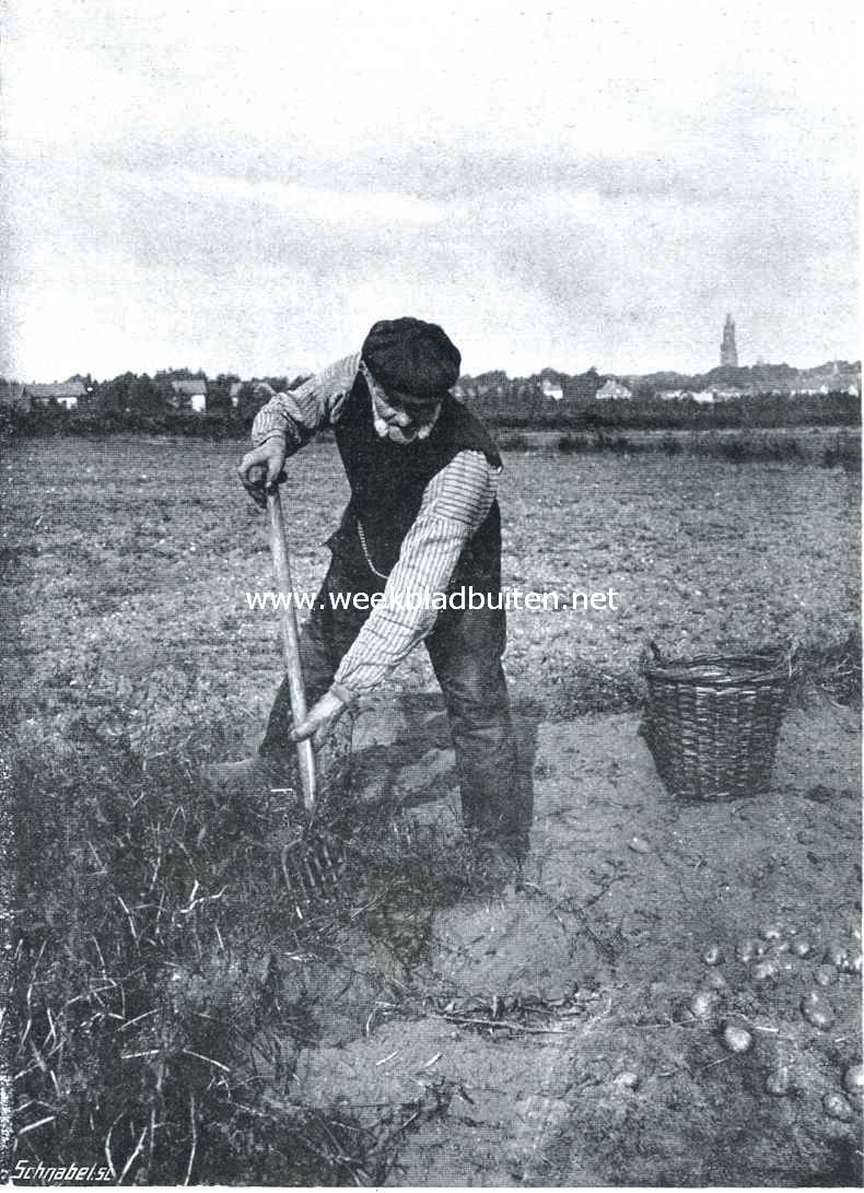 De fotografie. Aardappelen rooien