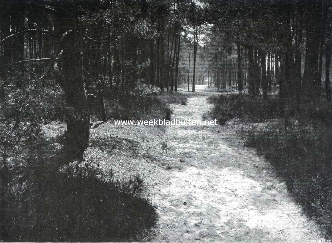 De fotografie. In 't bosch