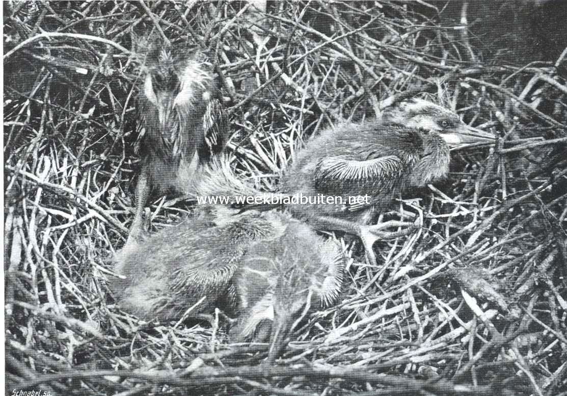 Nest met jongen van den blauwen reiger