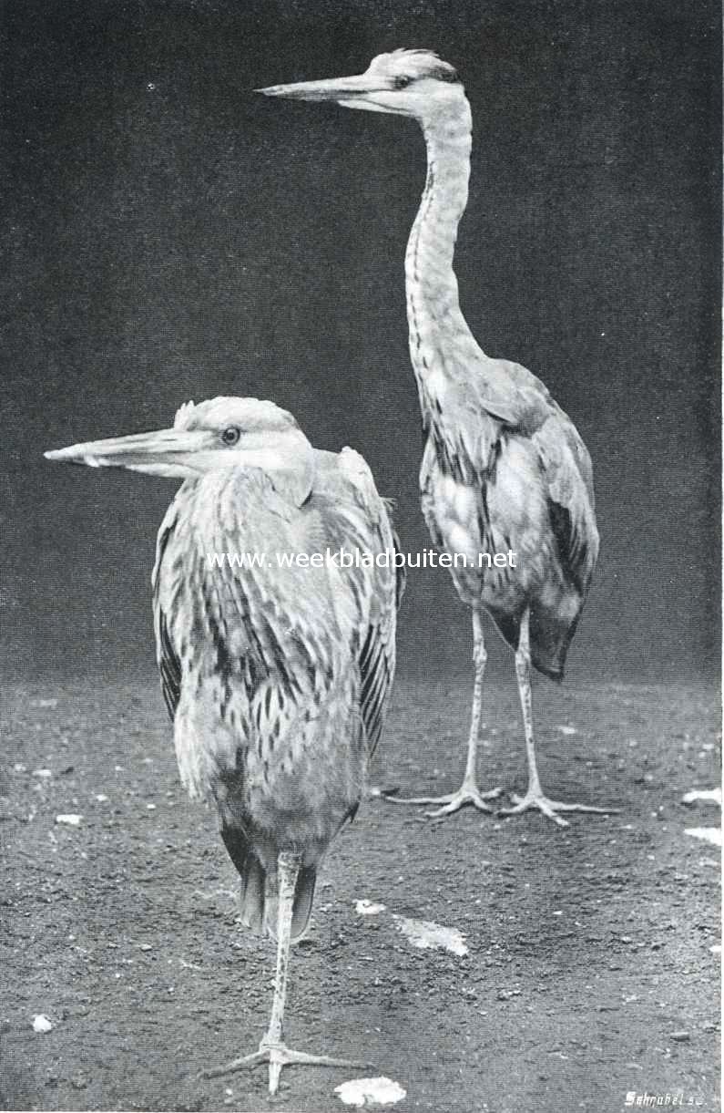 Blauwe reigers