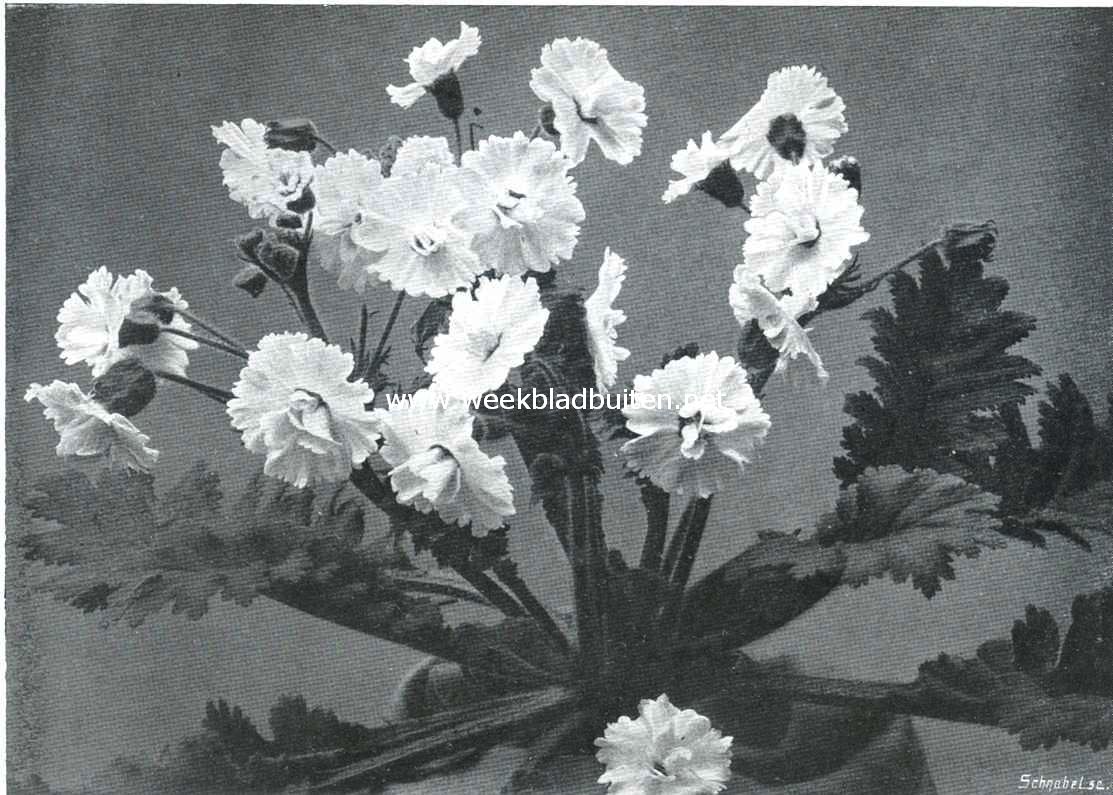 Gevuldbloemige Chineesche primula