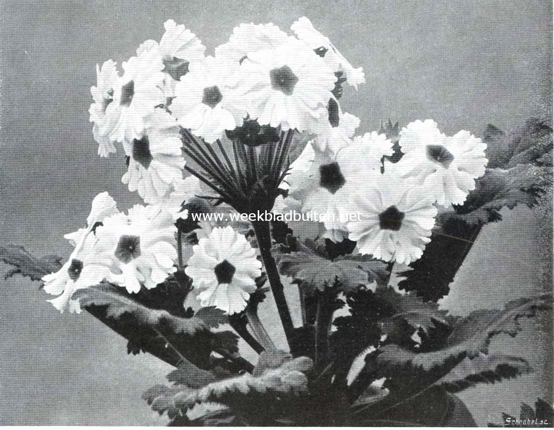 Enkelbloemige Chineesche primula