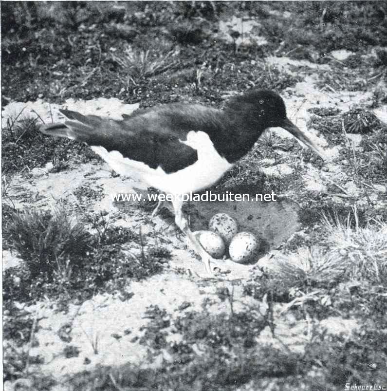 Scholekster bij haar nest in de duinen