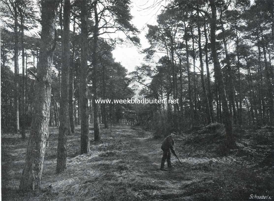 De dennenlaan op Boschbeek