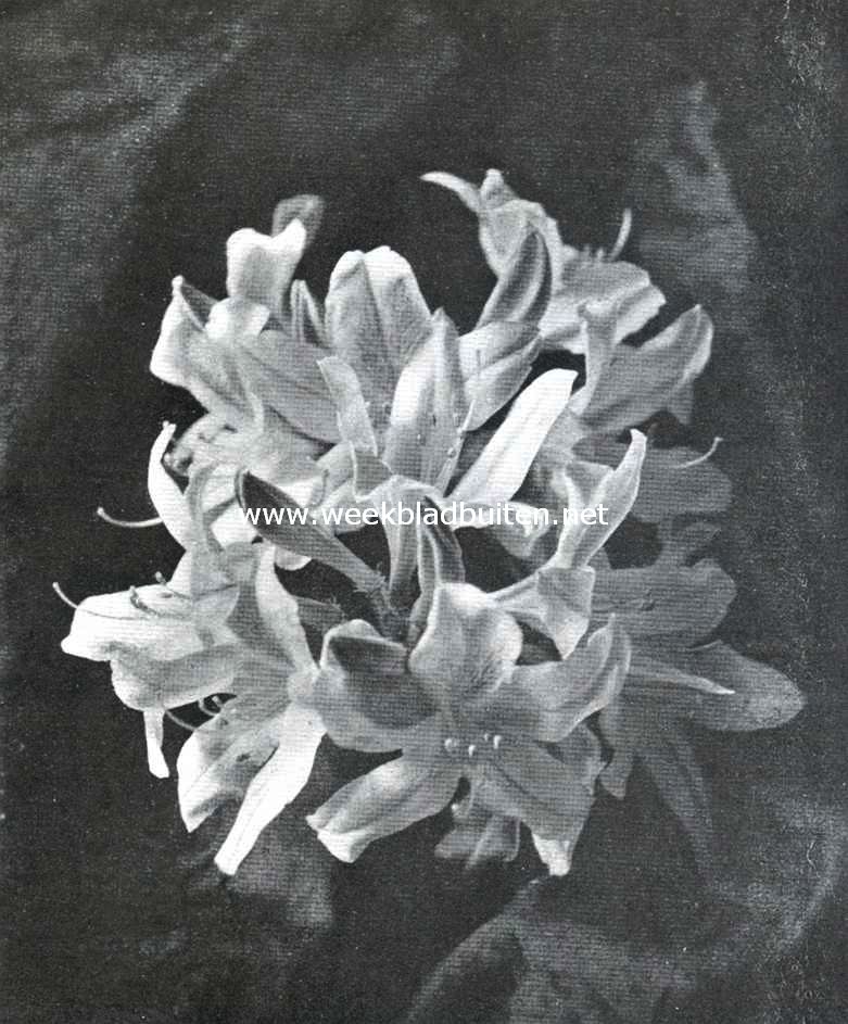 De Plantenkeuring der Nederl. Maatsch. van Tuinbouw- en Plantkunde op 8 April l.l. te Amsterdam gehouden. Een mooie azalea Mollis. Uit de met zilver bekroonde collectie van den heer K. Drost te Oldebroek, ingezonden op de plantenkeuring van 8 April l.l. te Amsterdam