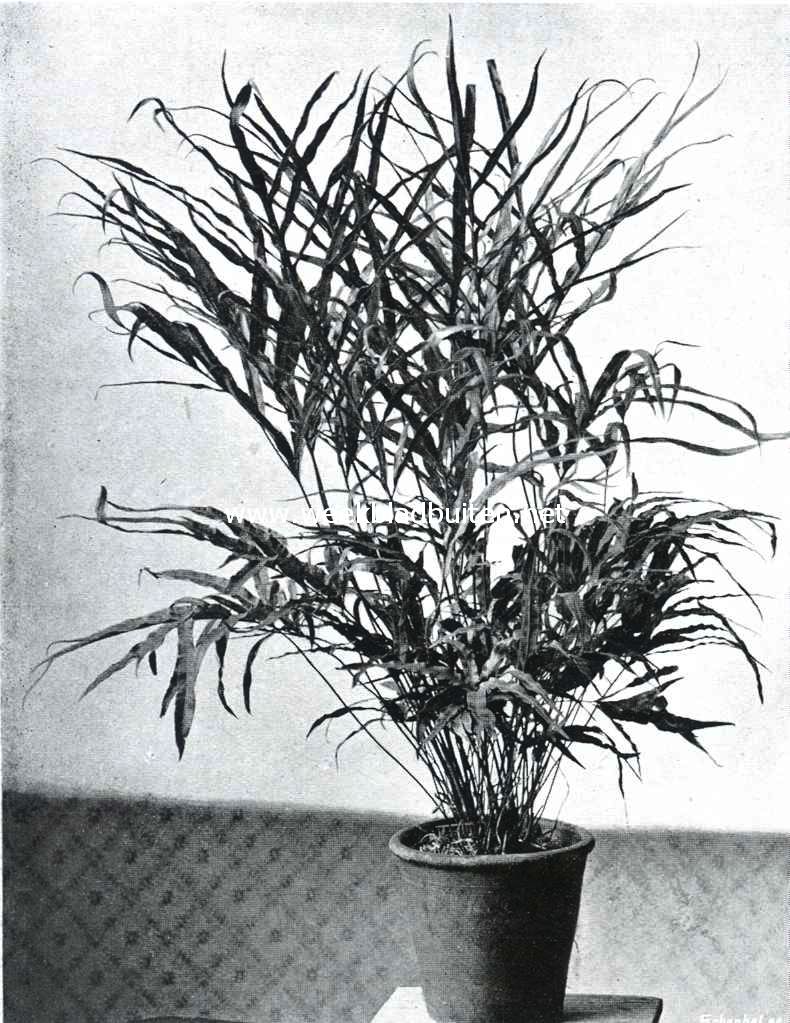 De Plantenkeuring der Nederl. Maatsch. van Tuinbouw- en Plantkunde op 8 April l.l. te Amsterdam gehouden. Pteris Umbrosa. Een mooie kamervaren uit de met zilver bekroonde collectie van den heer K. Drost te Oldebroek, ingezonden op de plantenkeuring van 8 April l.l.