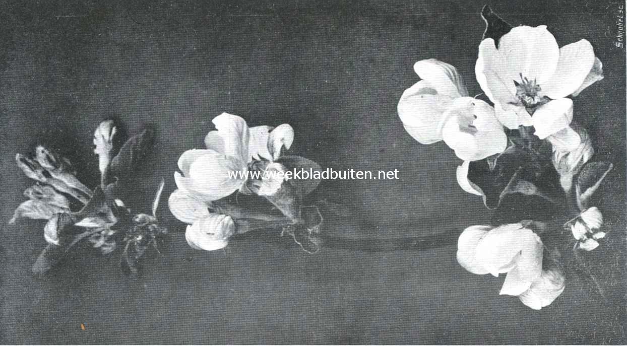 Bloeiende tak van een appelboom (Princesse Noble)