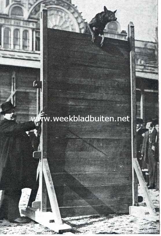 De Internationale Hondententoonstelling te Amsterdam, gehouden van 11 tot 13 April, in het Paleis voor Volksvlijt. 