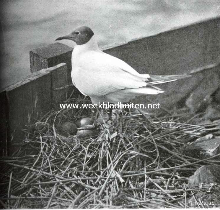 Kokmeeuw staande op het nest