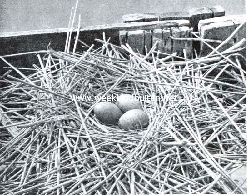 Nest met eieren van den kokmeeuw