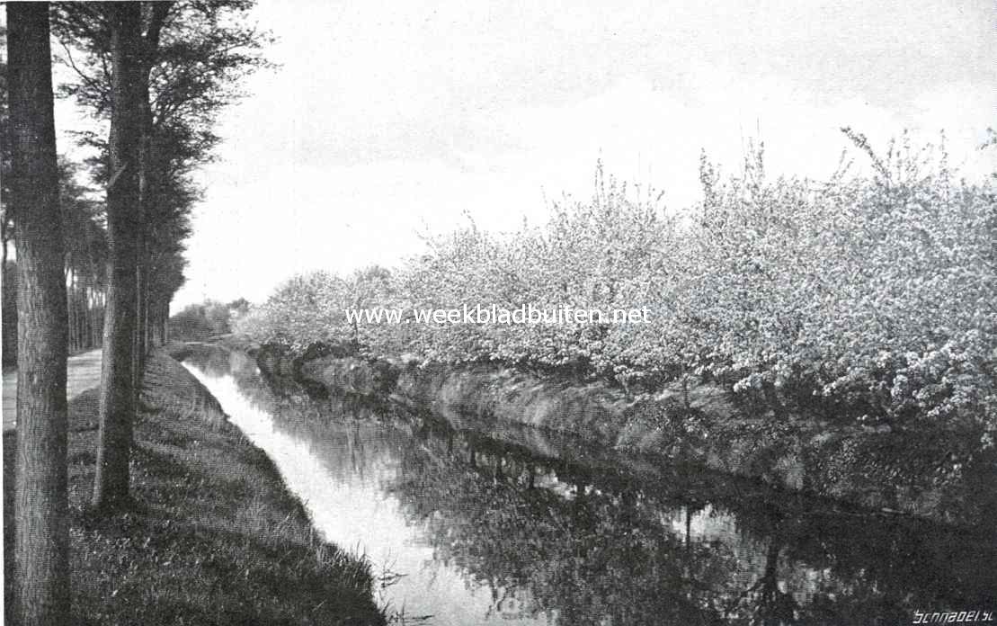 Bloeiende appelboomen in de bangert