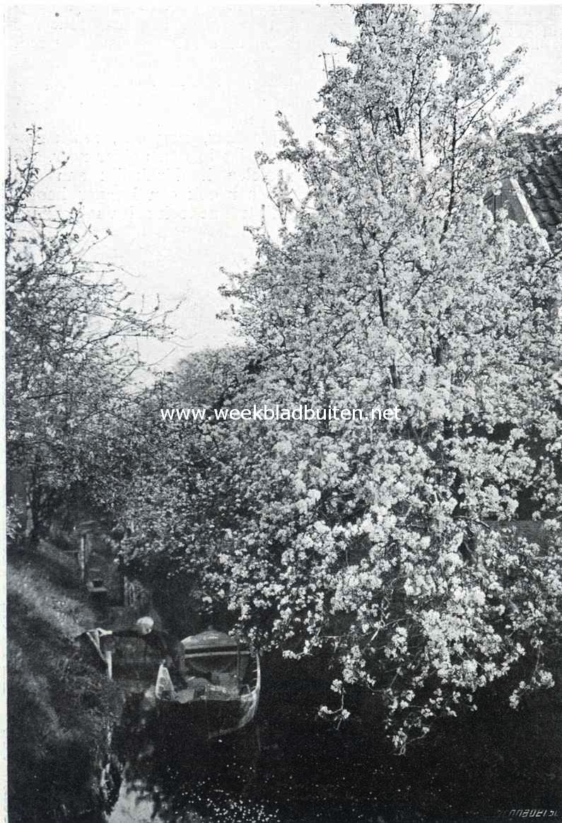 Appelboom in vollen bloei in de bangert
